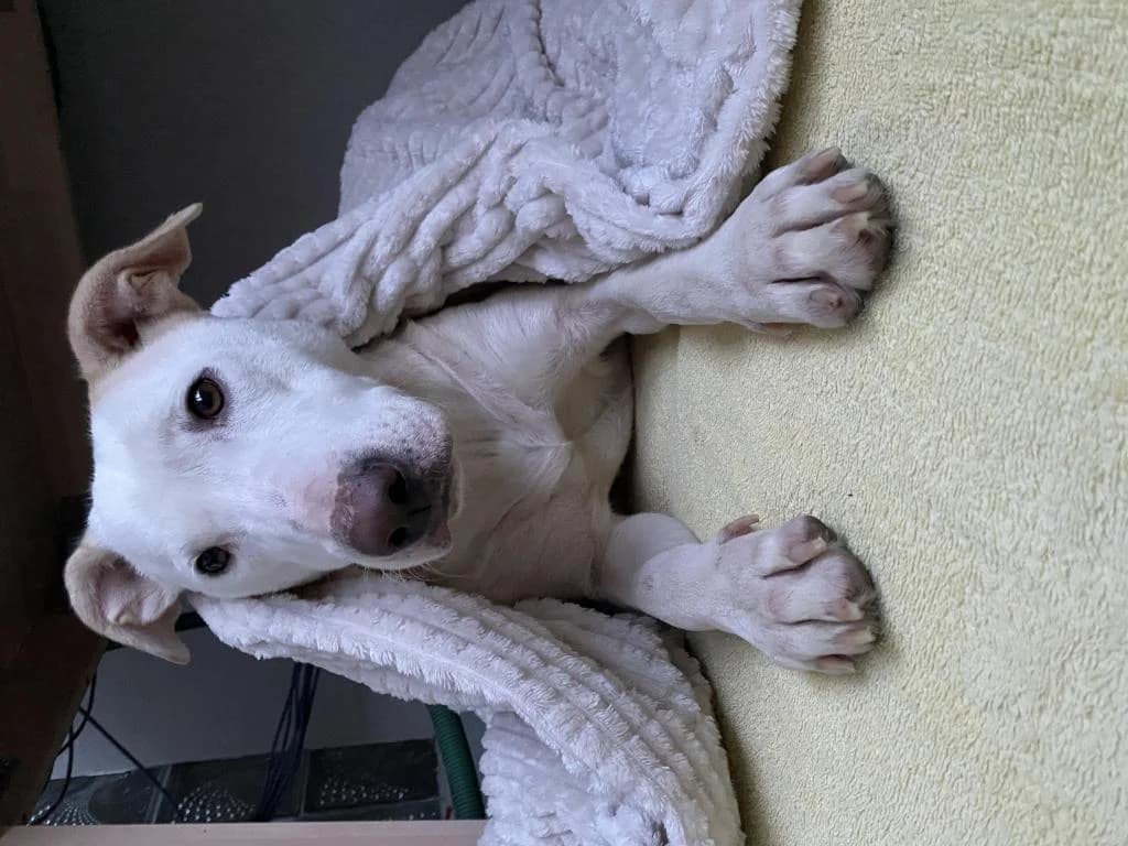 PETIFYC11195 photo 4