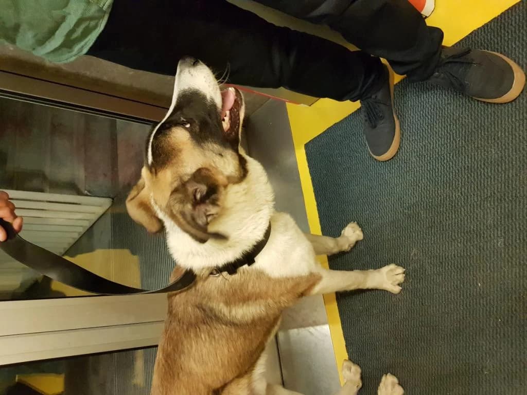 PETIFYC11195 photo 6