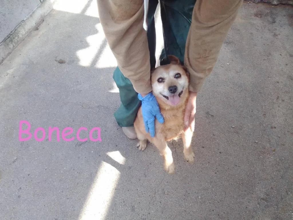 PETIFYC11195 photo 7