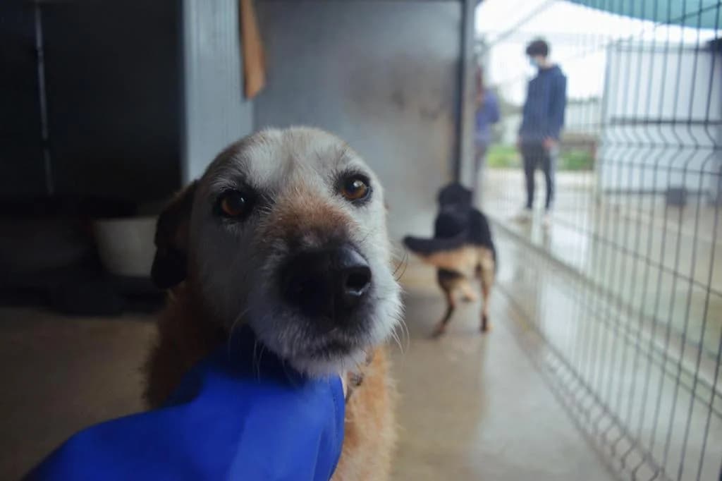 PETIFYC11195 photo 8