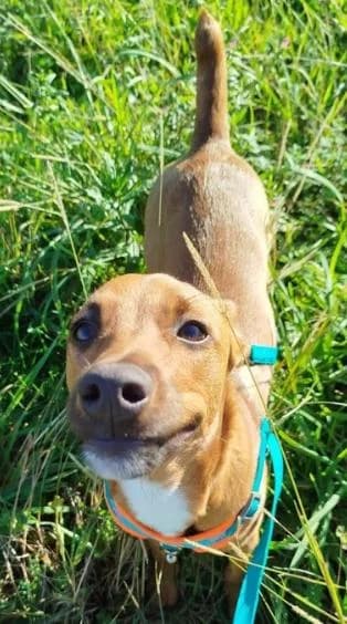 PETIFYC11203 photo 2