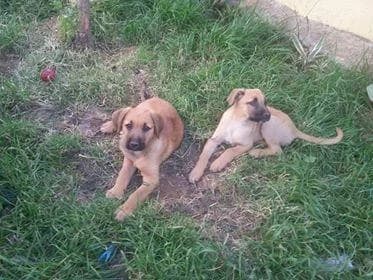 PETIFYC11203 photo 4