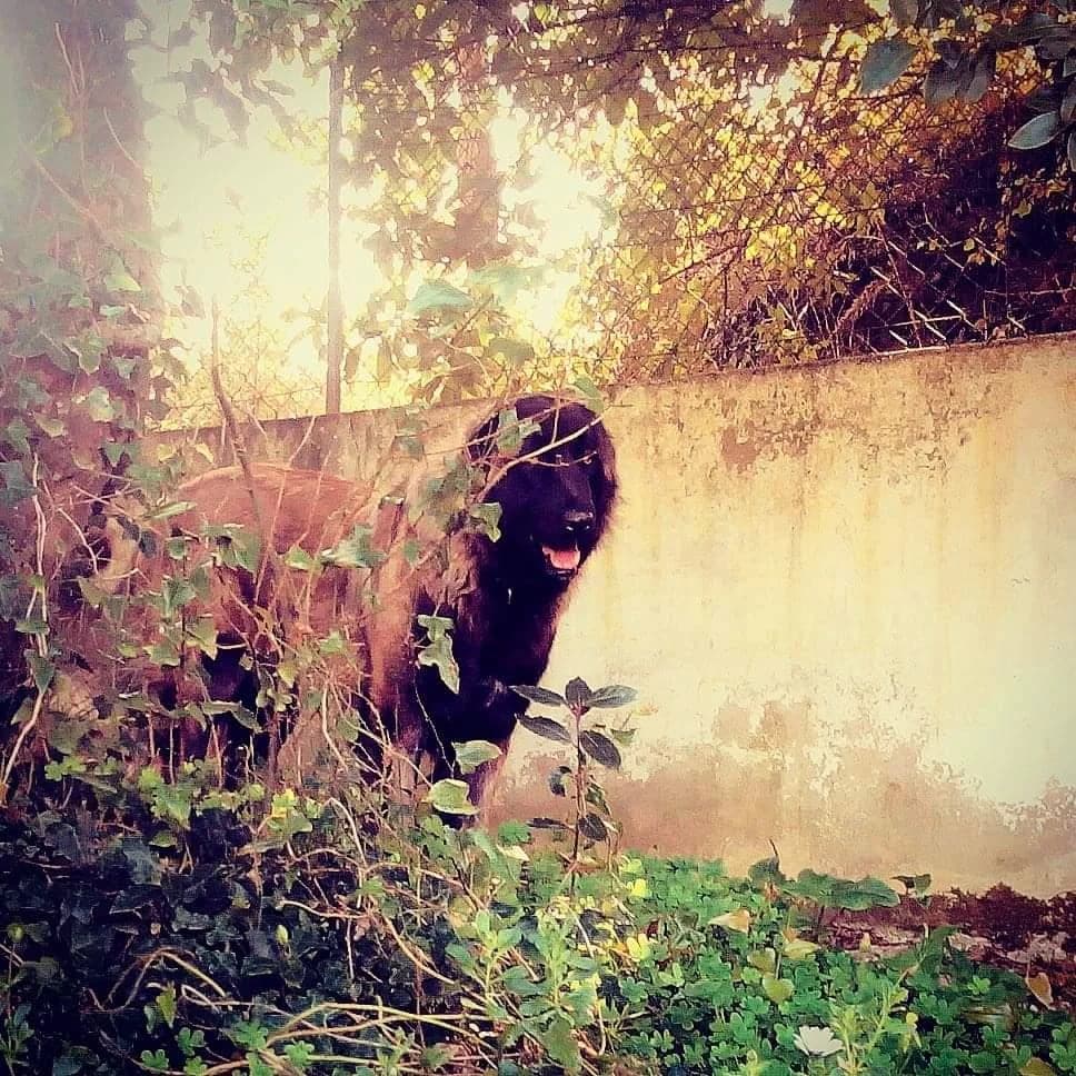 PETIFYC11203 photo 7