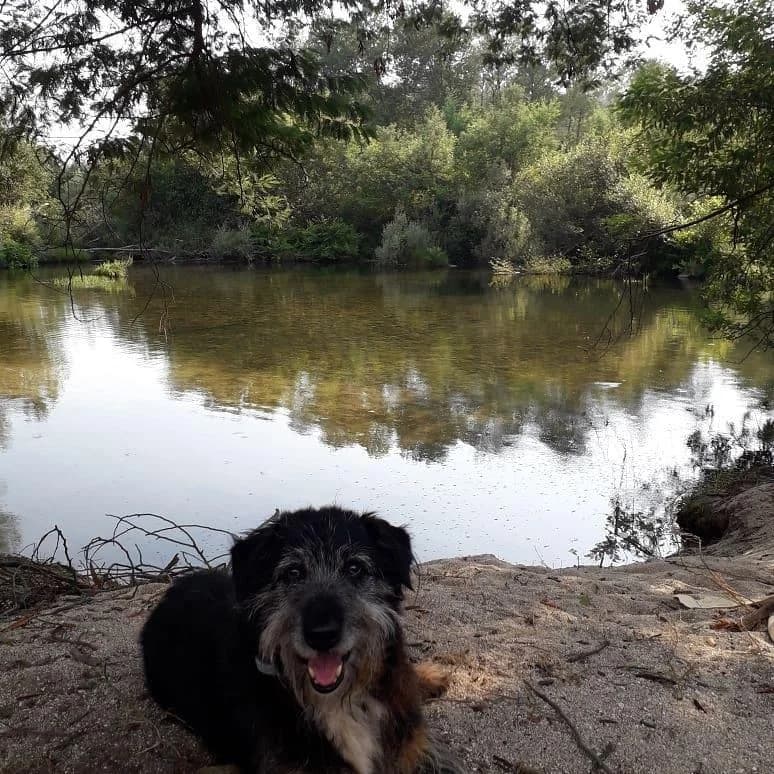 PETIFYC11203 photo 8