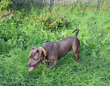 PETIFYC11205 photo 2