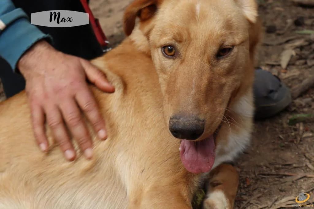 PETIFYC11205 photo 3