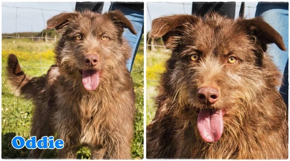 PETIFYC11205 photo 4