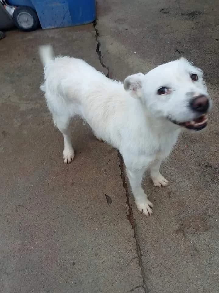 PETIFYC11205 photo 5