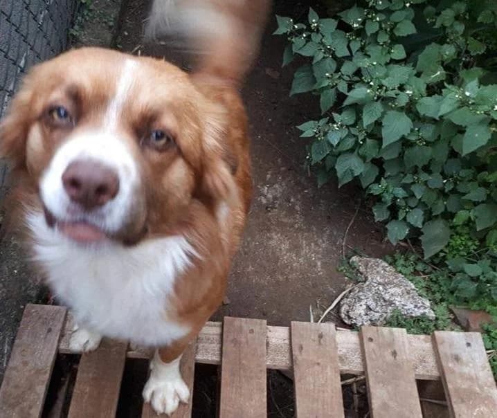 PETIFYC11205 photo 6