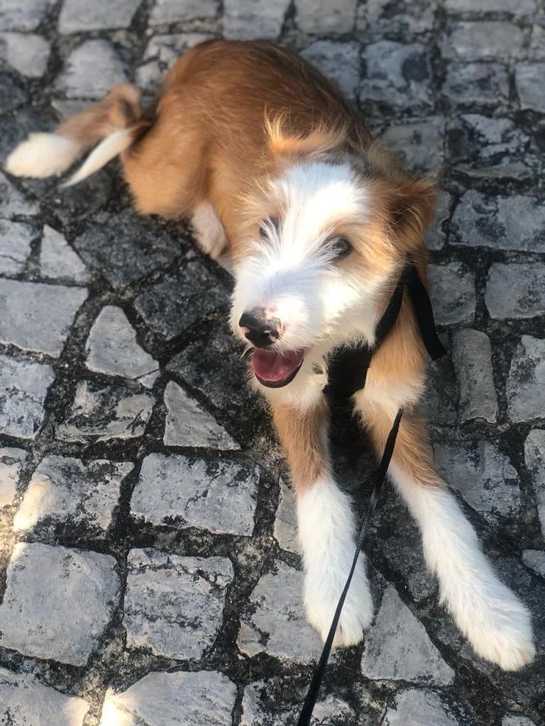 PETIFYC11206 photo 2