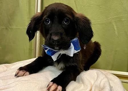 PETIFYC11206 photo 3