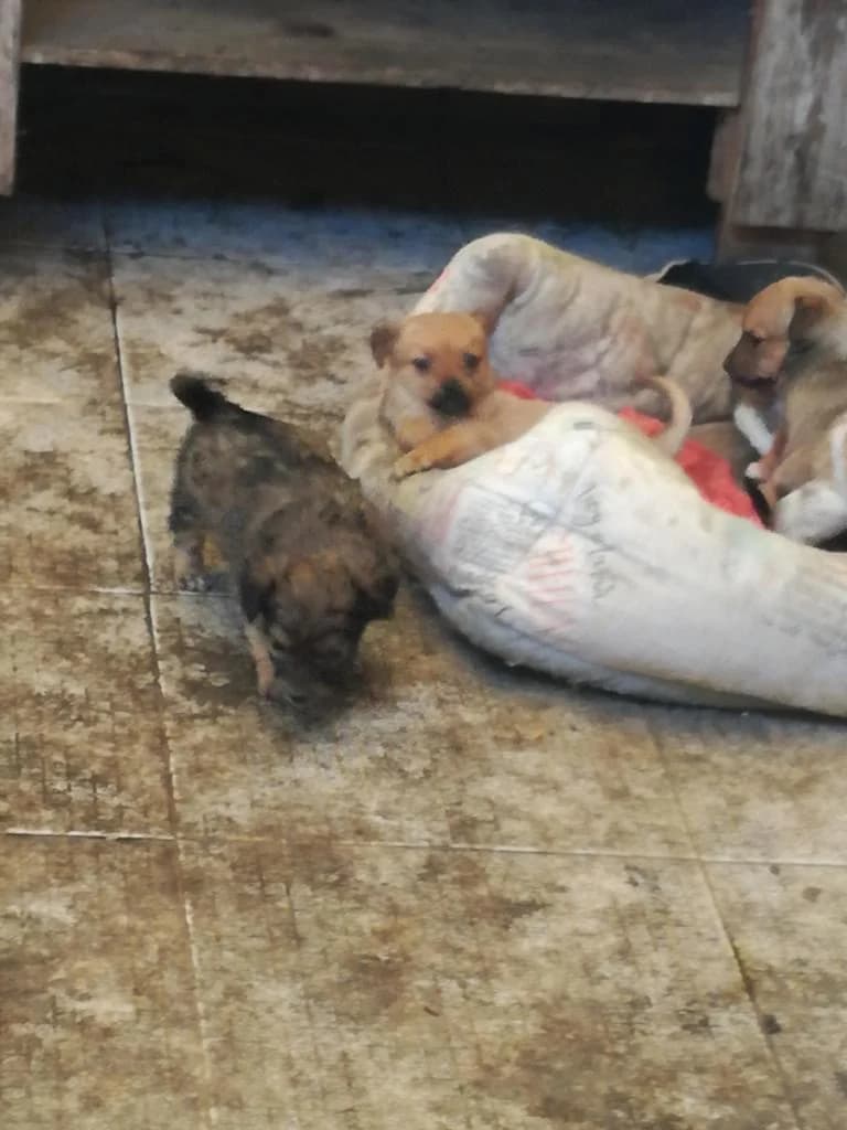 PETIFYC11206 photo 4