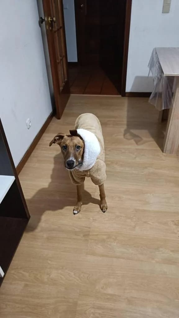 PETIFYC11206 photo 5