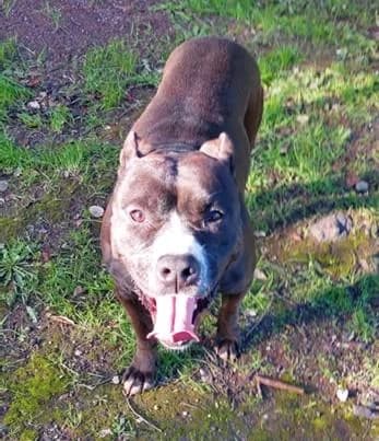 PETIFYC11208 photo 2