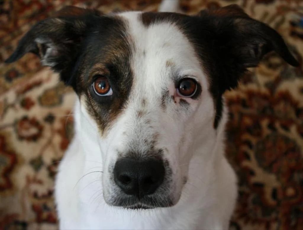 PETIFYC11212 photo 4