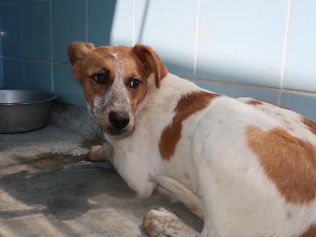 PETIFYC11215 photo 3