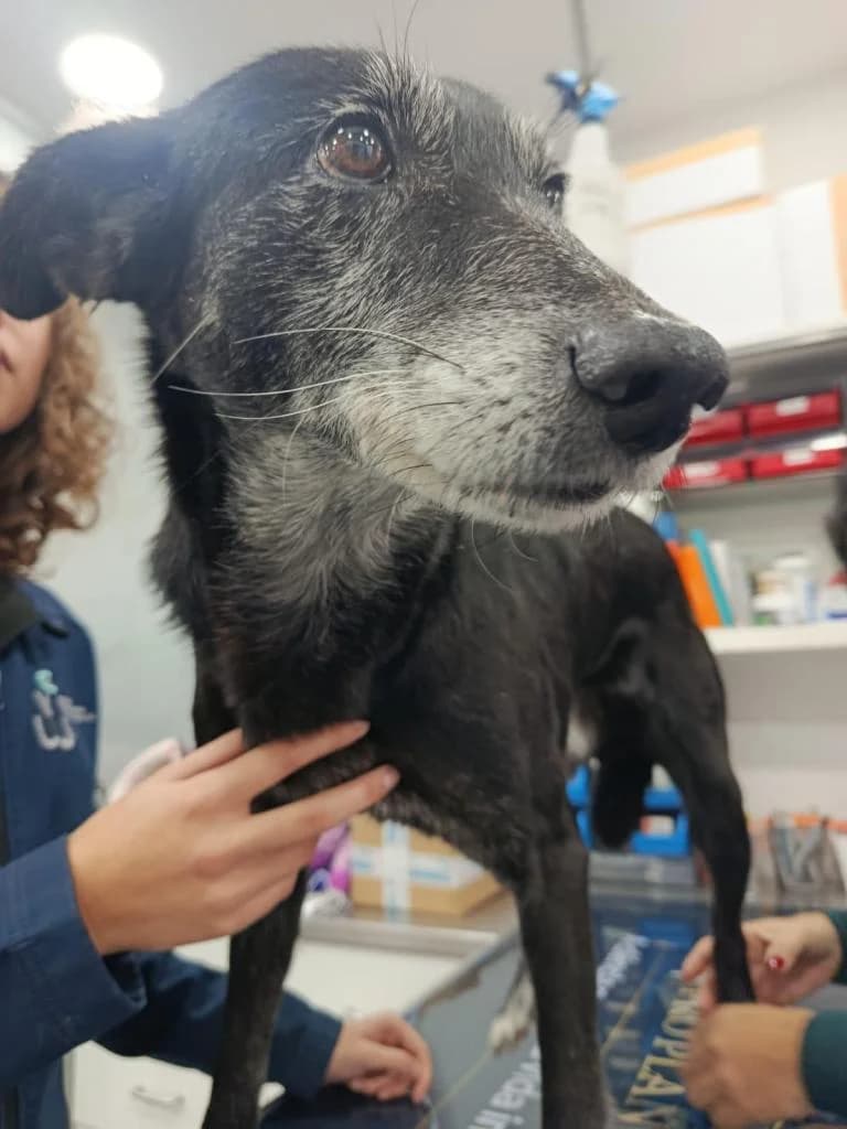 PETIFYC11216 photo 2