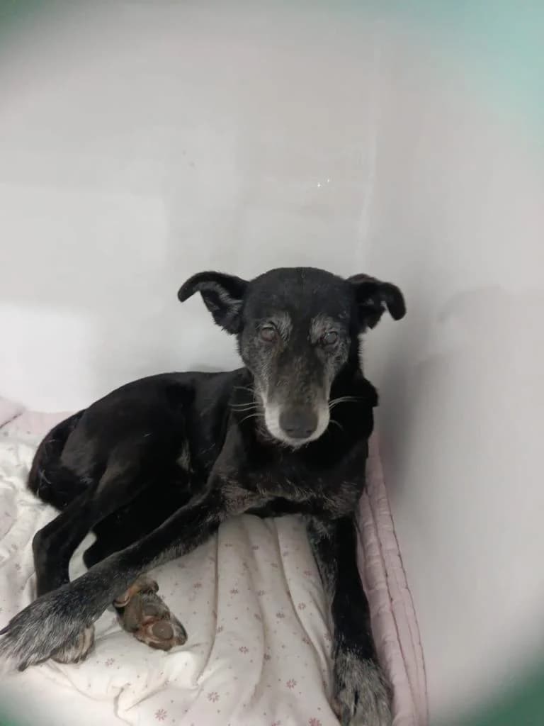 PETIFYC11216 photo 3