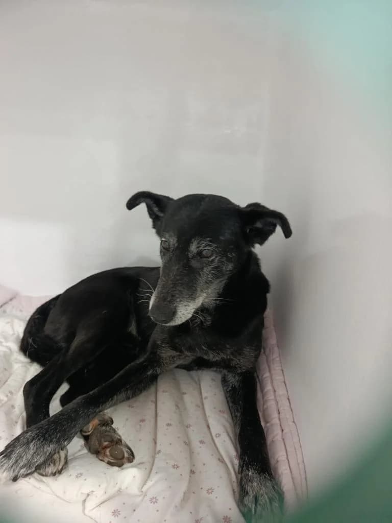 PETIFYC11216 photo 4