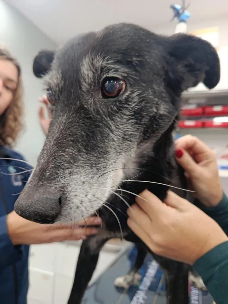 PETIFYC11216 photo 5