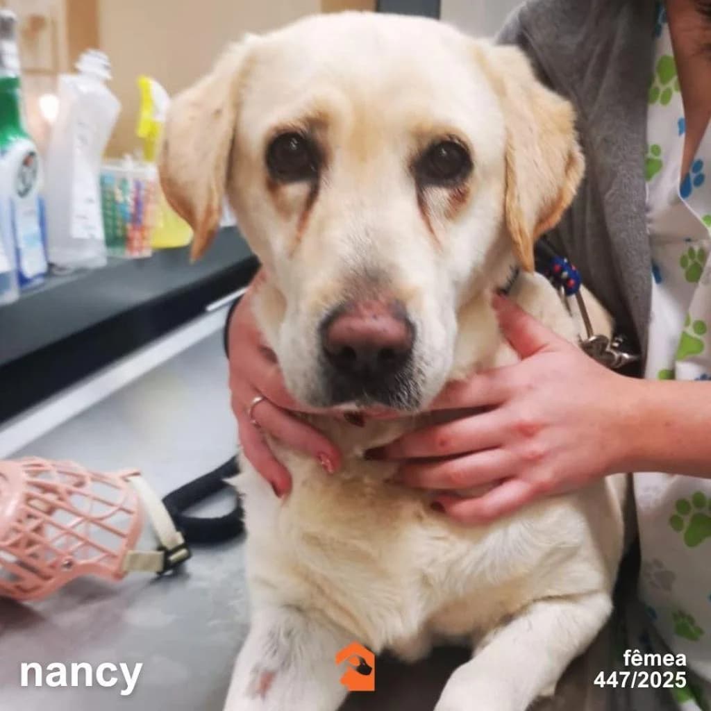 PETIFYC11216 photo 8