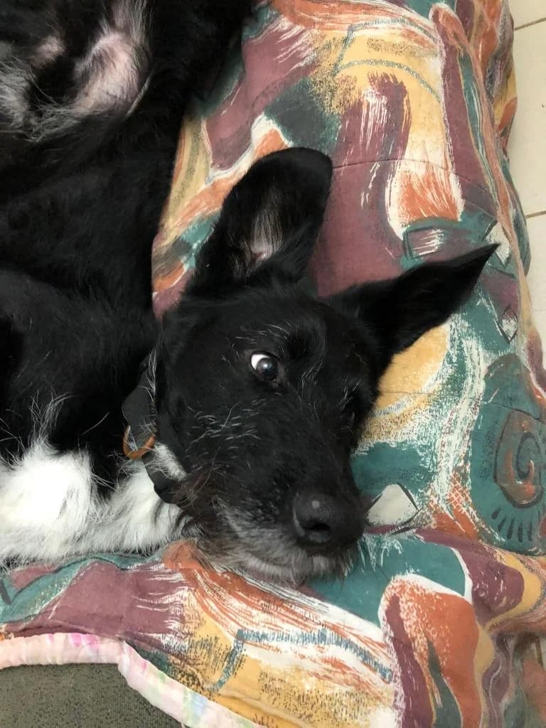 PETIFYC11217 photo 2