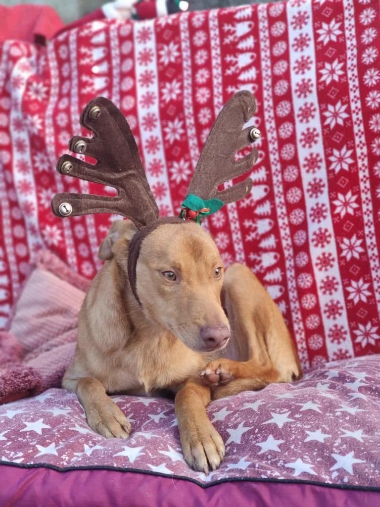 PETIFYC11220 photo 4