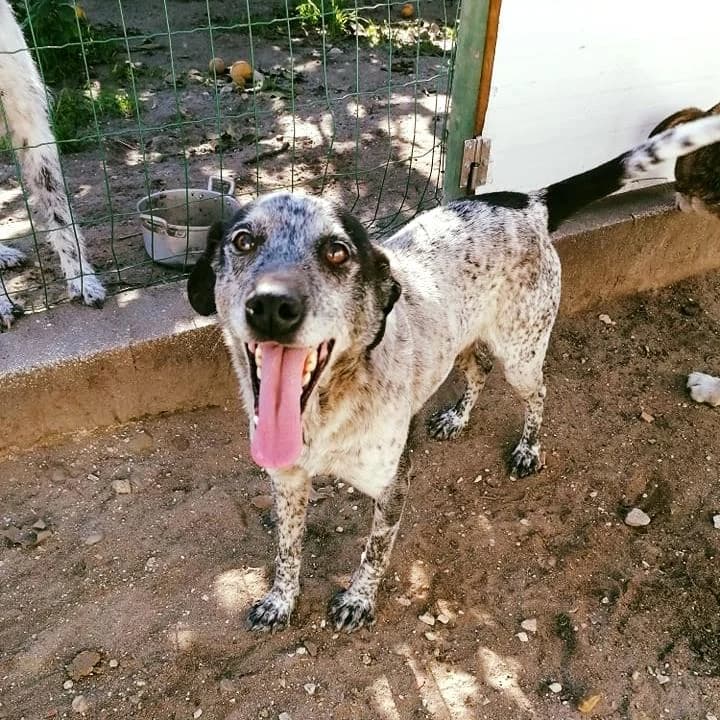 PETIFYC11221 photo 4