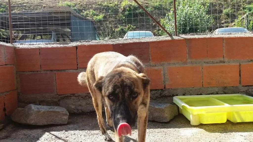 PETIFYC11222 photo 4