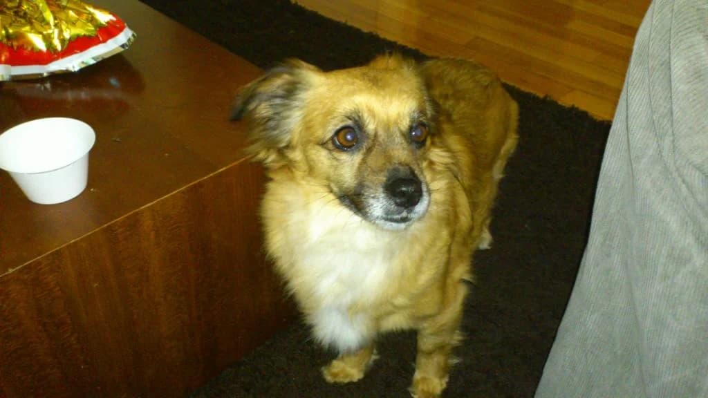 PETIFYC11225 photo 4