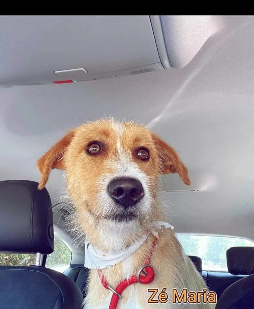 PETIFYC11226 photo 4