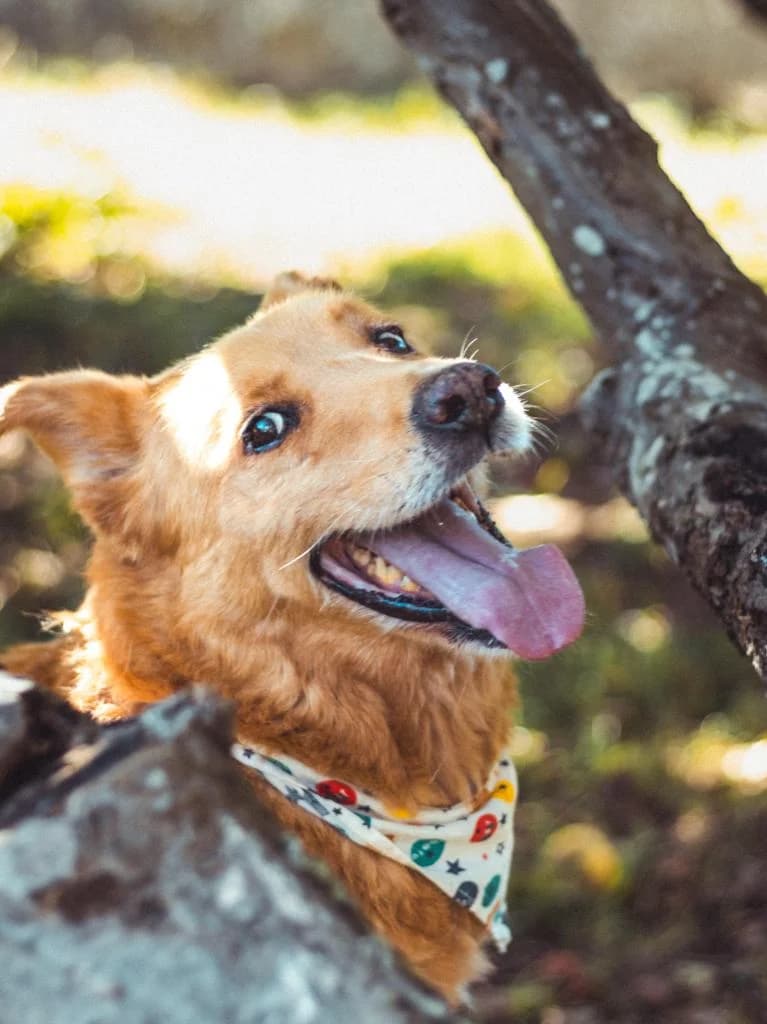 PETIFYC11227 photo 4