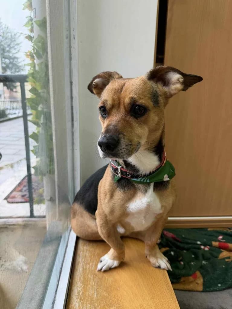 PETIFYC11228 photo 2