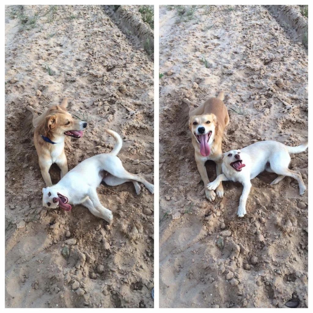 PETIFYC11231 photo 4