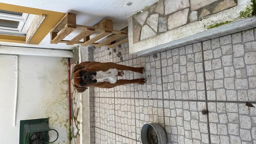 PETIFYC11232 photo 4