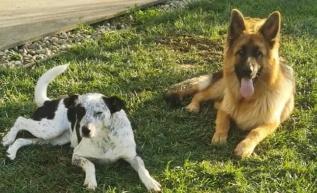 PETIFYC11234 photo 4