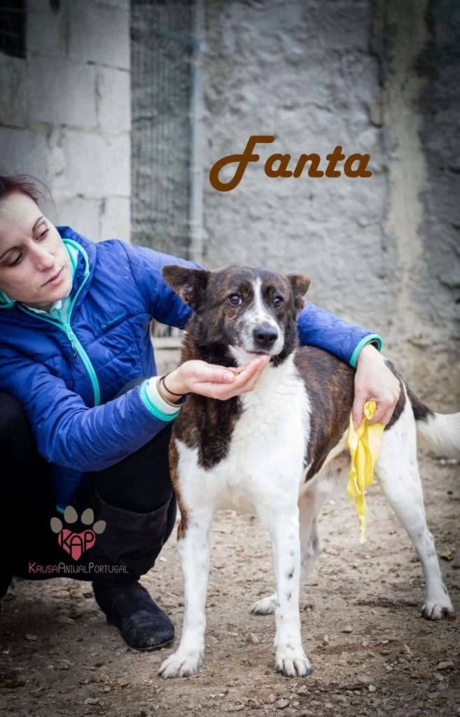 PETIFYC11235 photo 4