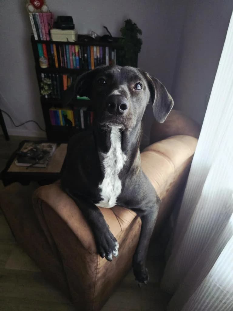 PETIFYC11236 photo 2