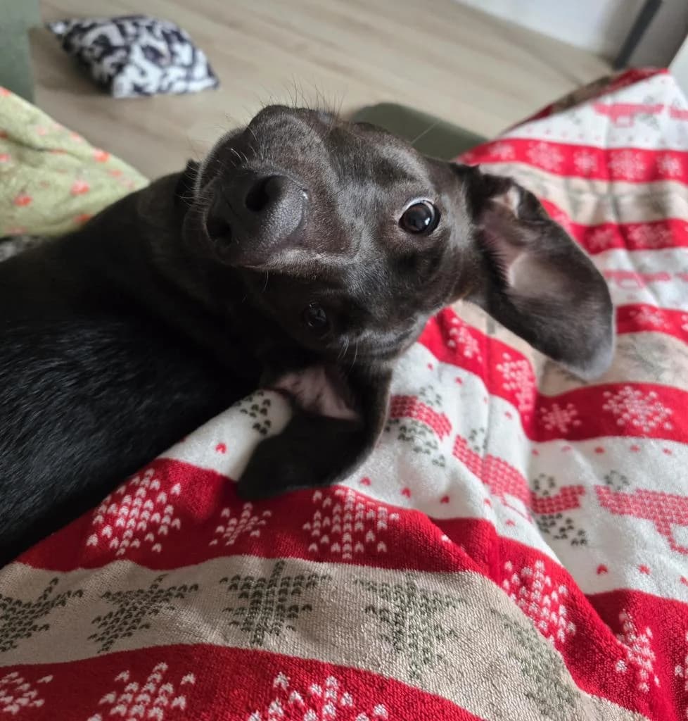 PETIFYC11236 photo 3