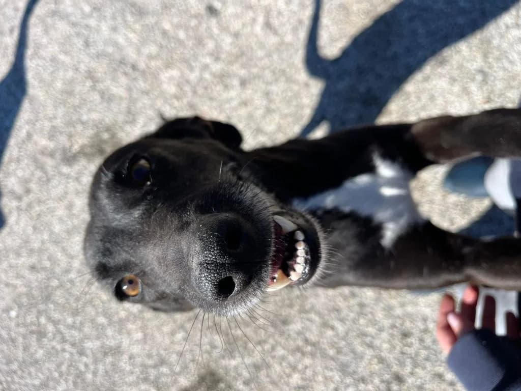 PETIFYC11236 photo 6