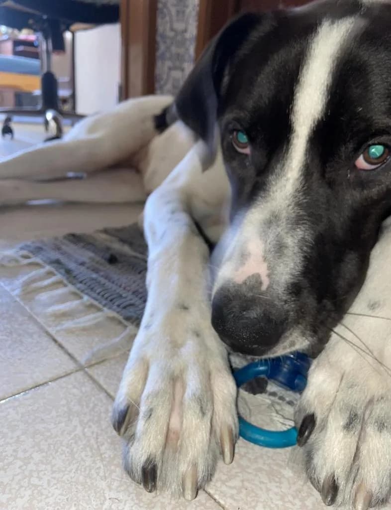 PETIFYC11237 photo 4