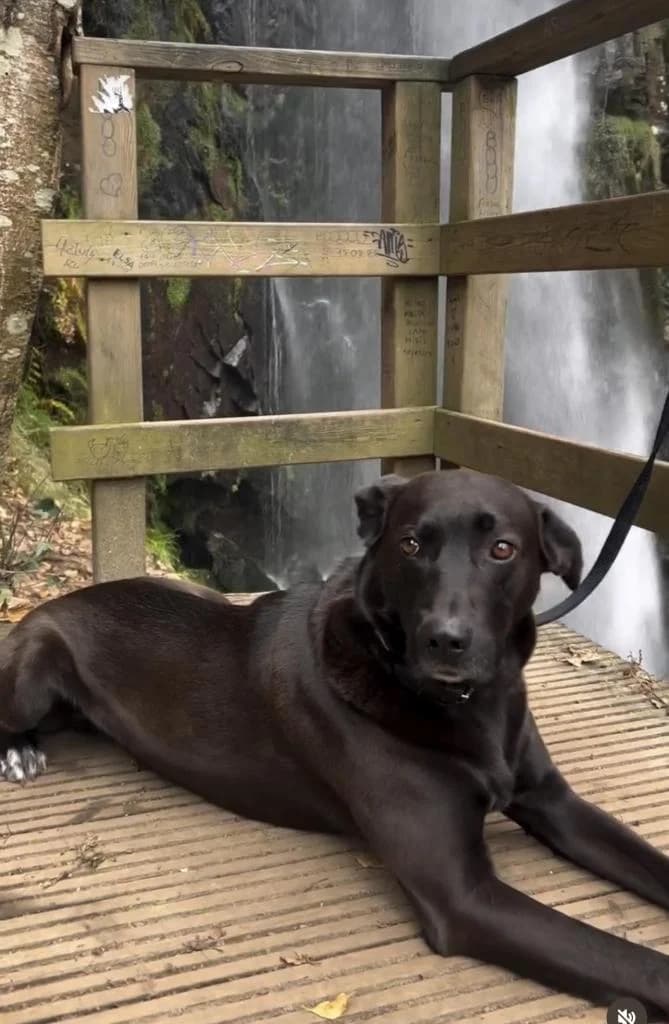 PETIFYC11239 photo 2