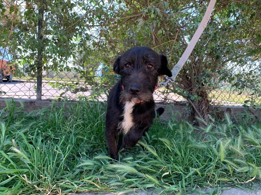 PETIFYC11239 photo 5