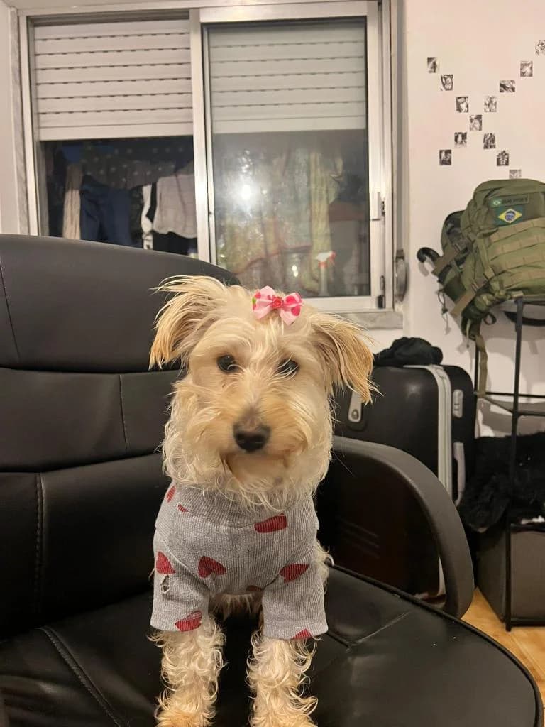 PETIFYC11246 photo 2