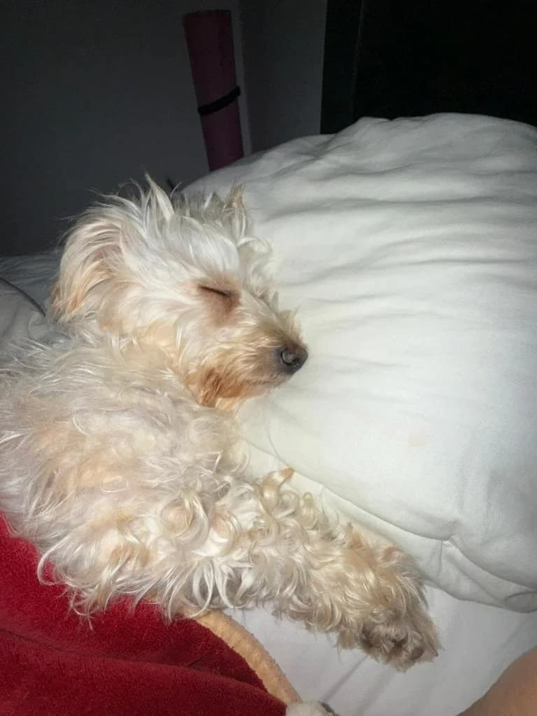 PETIFYC11246 photo 3