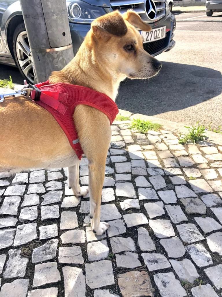 PETIFYC11261 photo 4