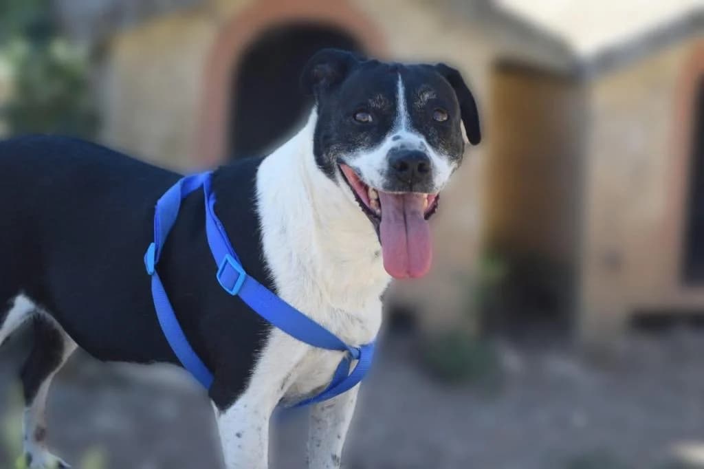 PETIFYC11262 photo 4