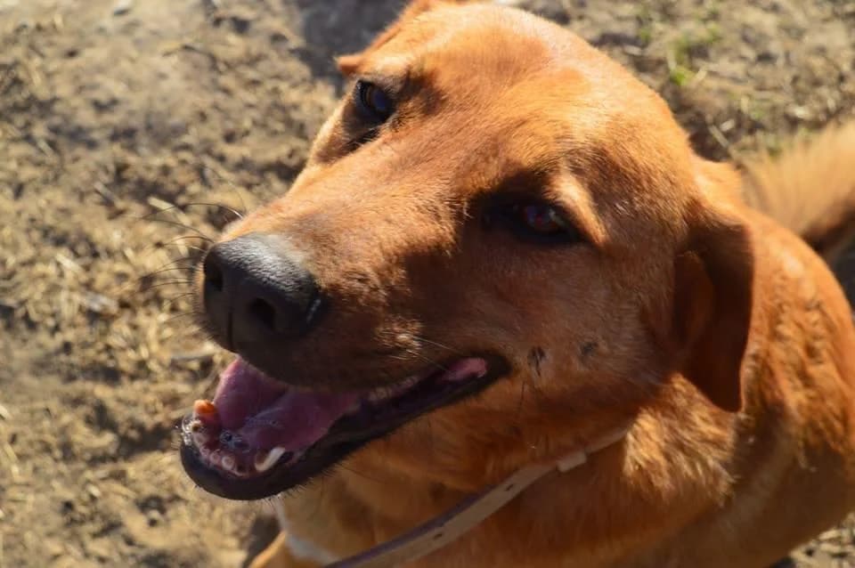 PETIFYC11263 photo 4