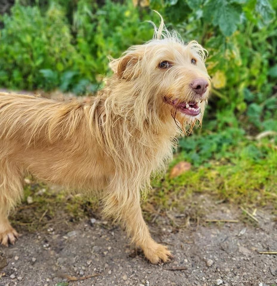 PETIFYC11264 photo 4