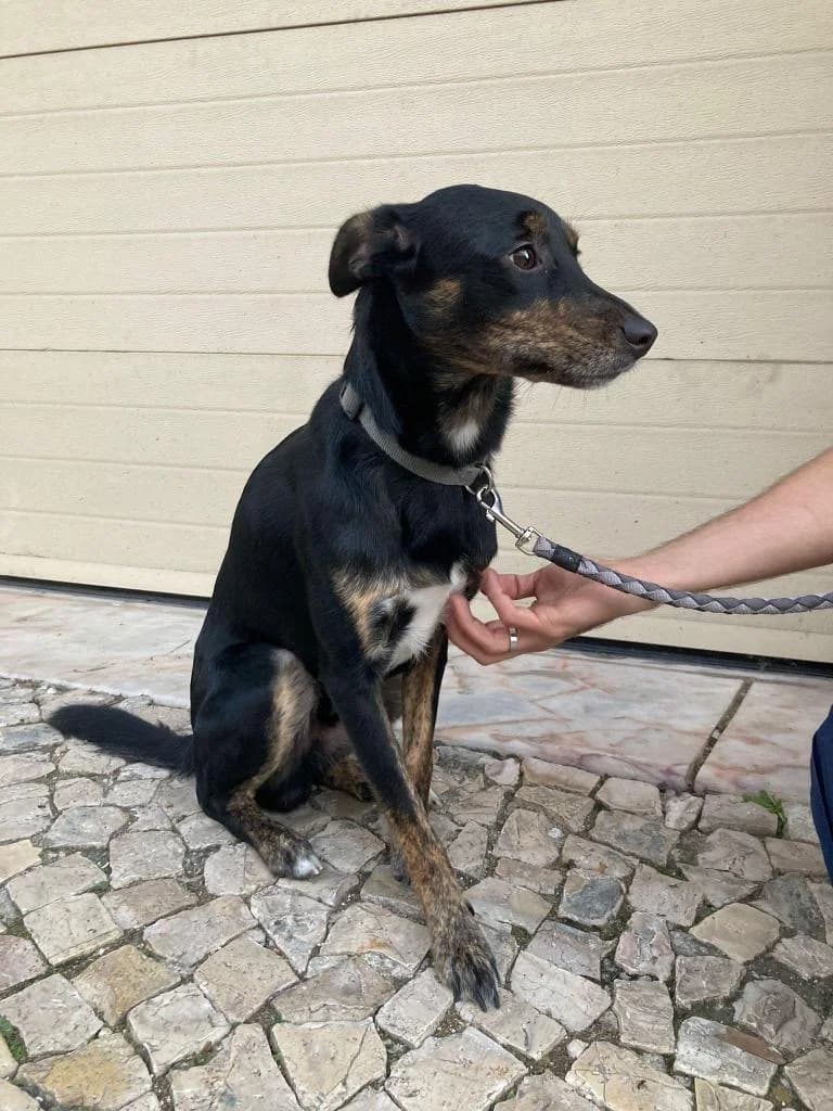 PETIFYC11265 photo 4